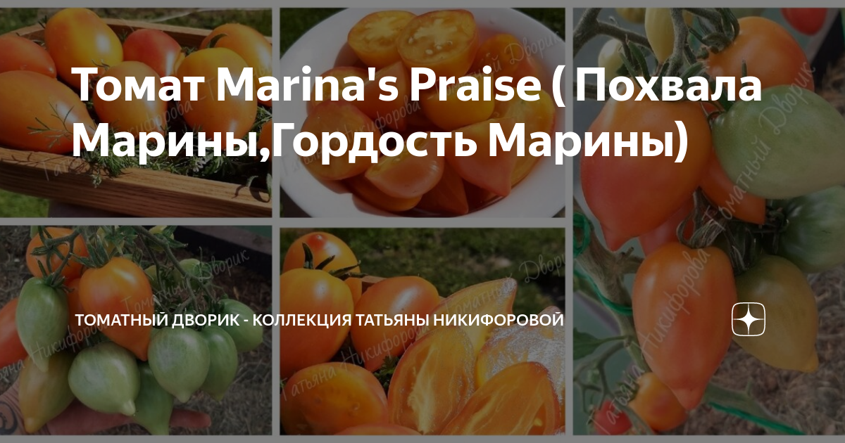 Томат гордость марины характеристика и описание