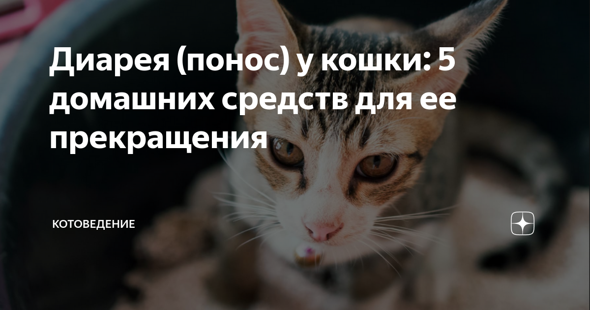 Понос у котенка 2 месяца чем лечить. Кормящая кошка поносит.