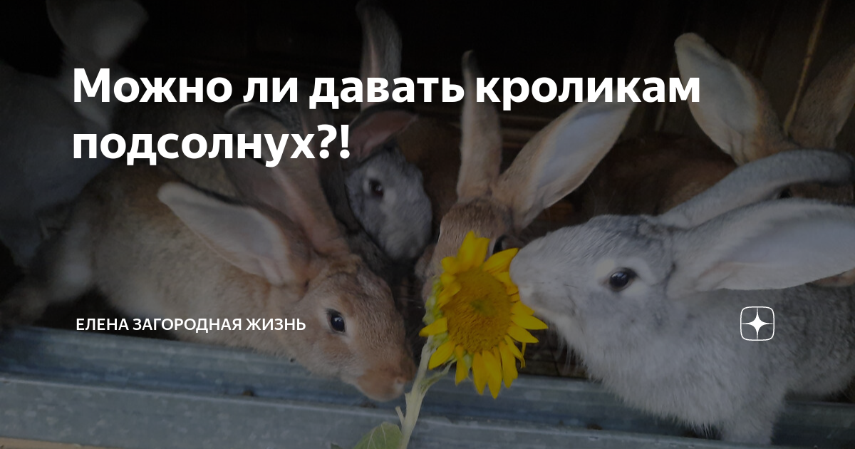 Можно давать кроликам подсолнух. Можно давать кроликам подсолнух