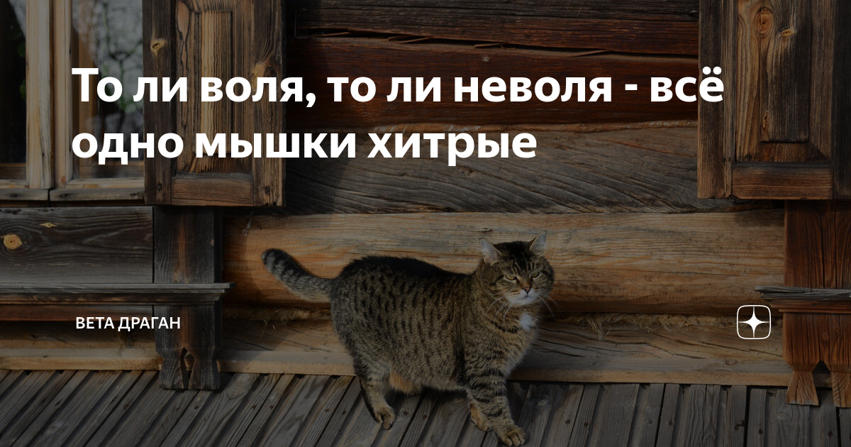 Что воля что неволя все равно. Что воля что неволя все равно
