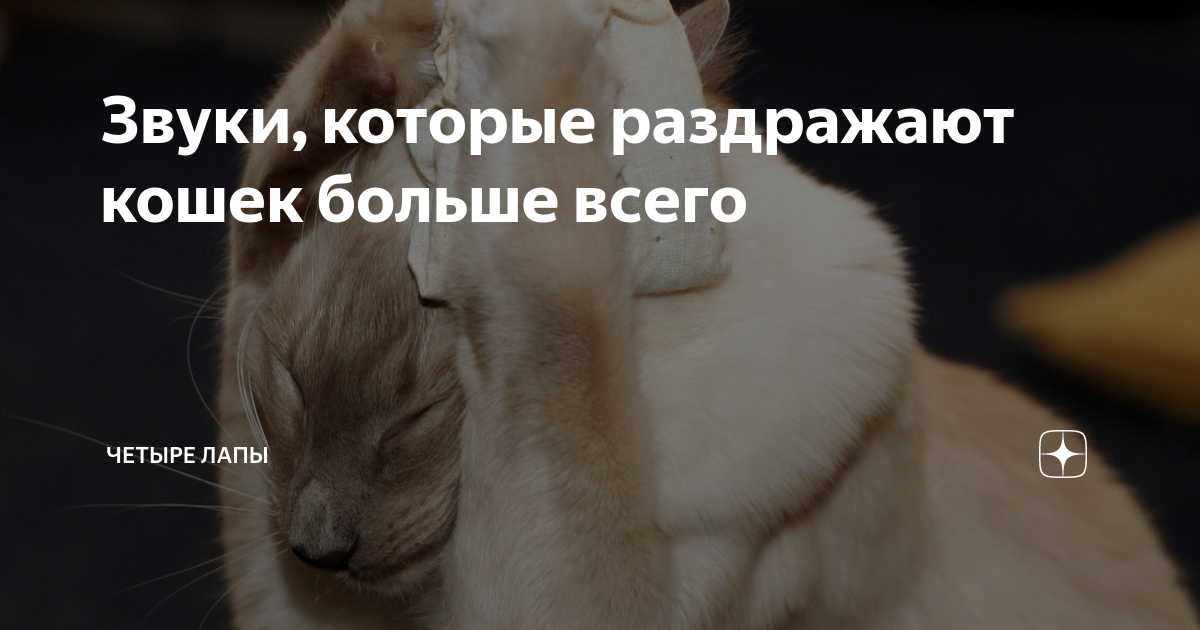 Звук раздражающий кошек. Звук раздражающий кошек