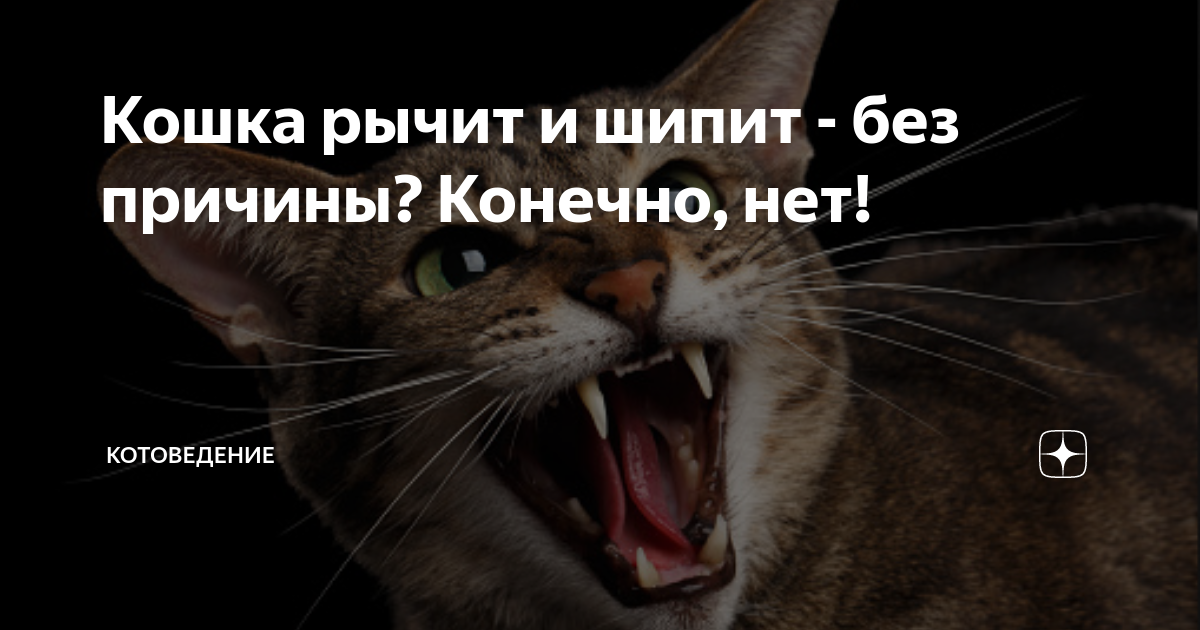 Почему кошка шипит на людей | Блог зоомагазина hb-crm.ru