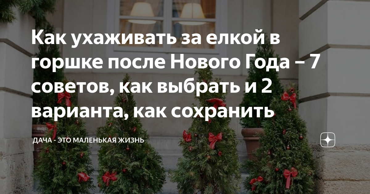 Ель Коника: как ухаживать в домашних условиях?