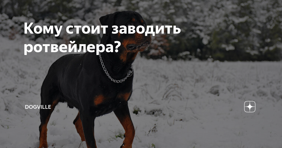 Кому стоит заводить ротвейлера? | Dogville | Дзен