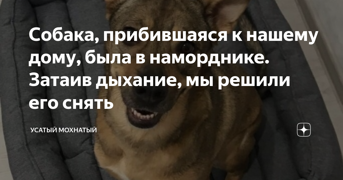 Собака, прибившаяся к нашему дому, была в наморднике. Затаив дыхание ...