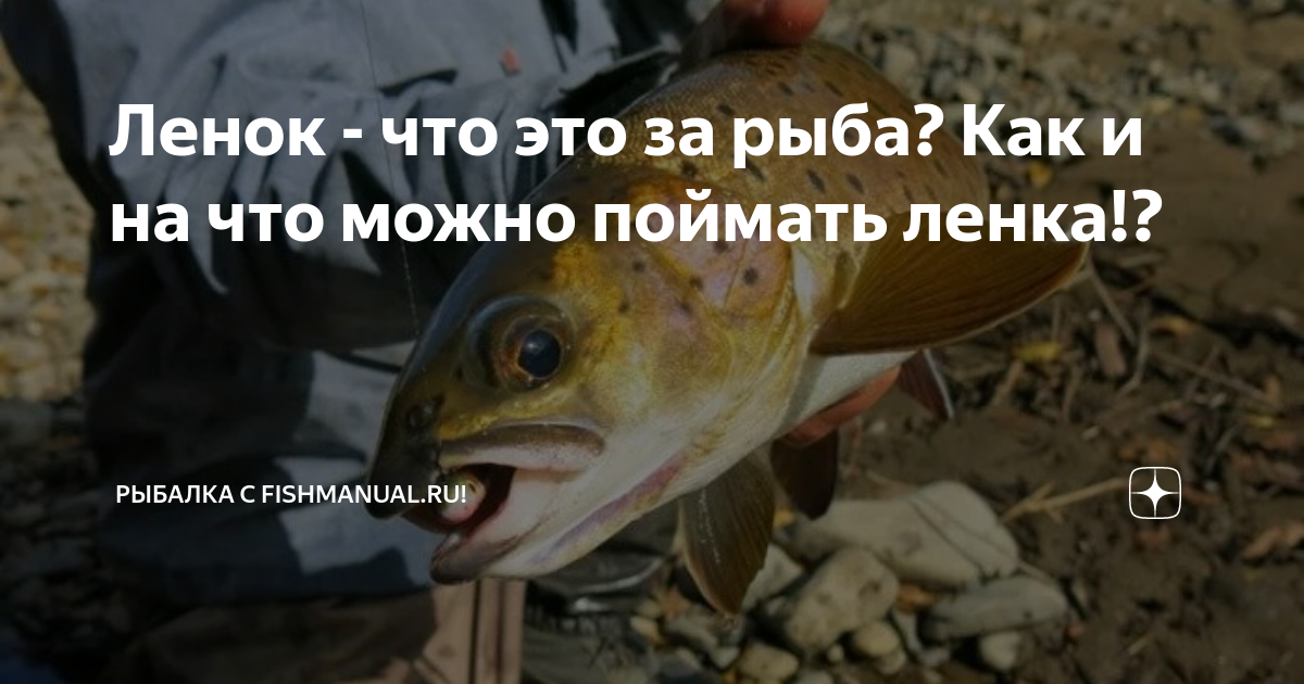 Ленок - что это за рыба? Как и на что можно поймать ленка!? | Рыбалка с ...