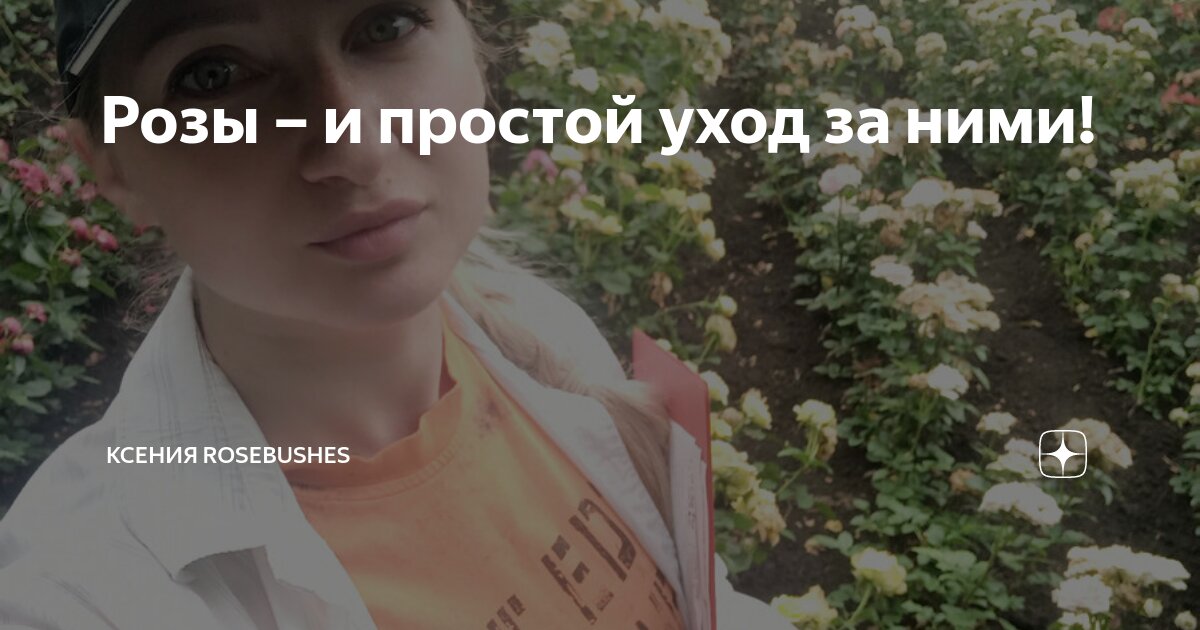 Розы – и простой уход за ними! | Ксения Rosebushes | Дзен