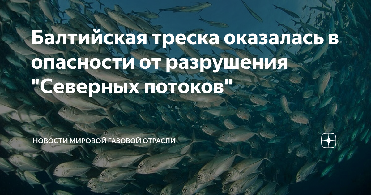 Балтийская треска оказалась в опасности от разрушения "Северных потоков ...