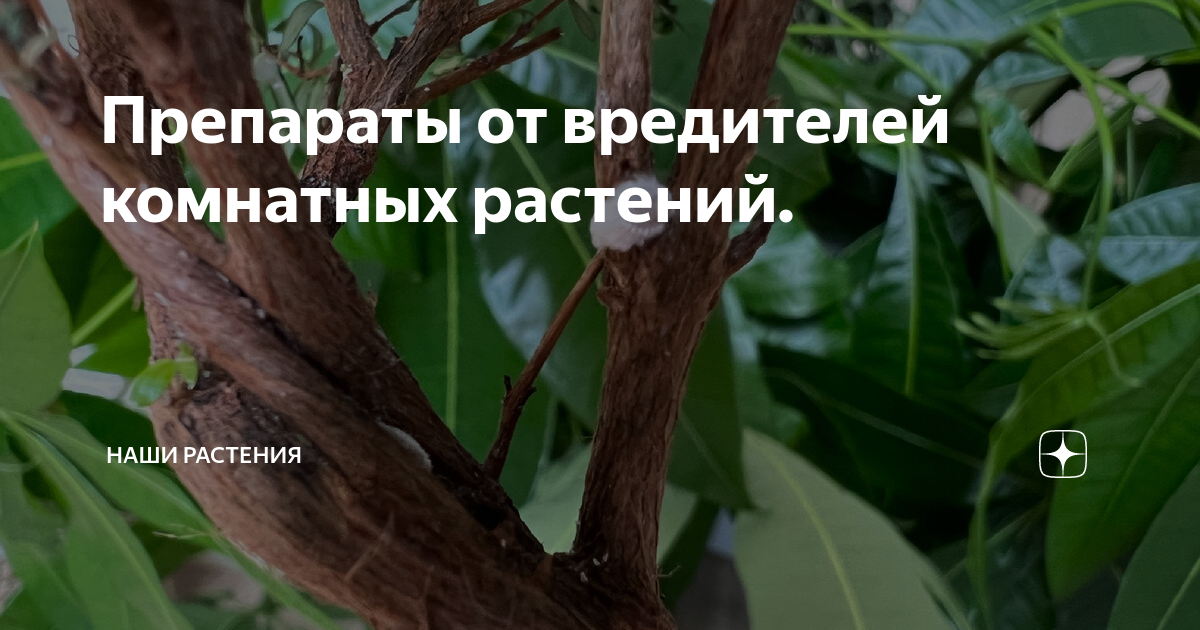 Препараты от вредителей комнатных растений. | Наши растения | Дзен