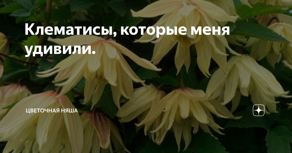 Клематисы, которые меня удивили. | Цветочная няша | Дзен