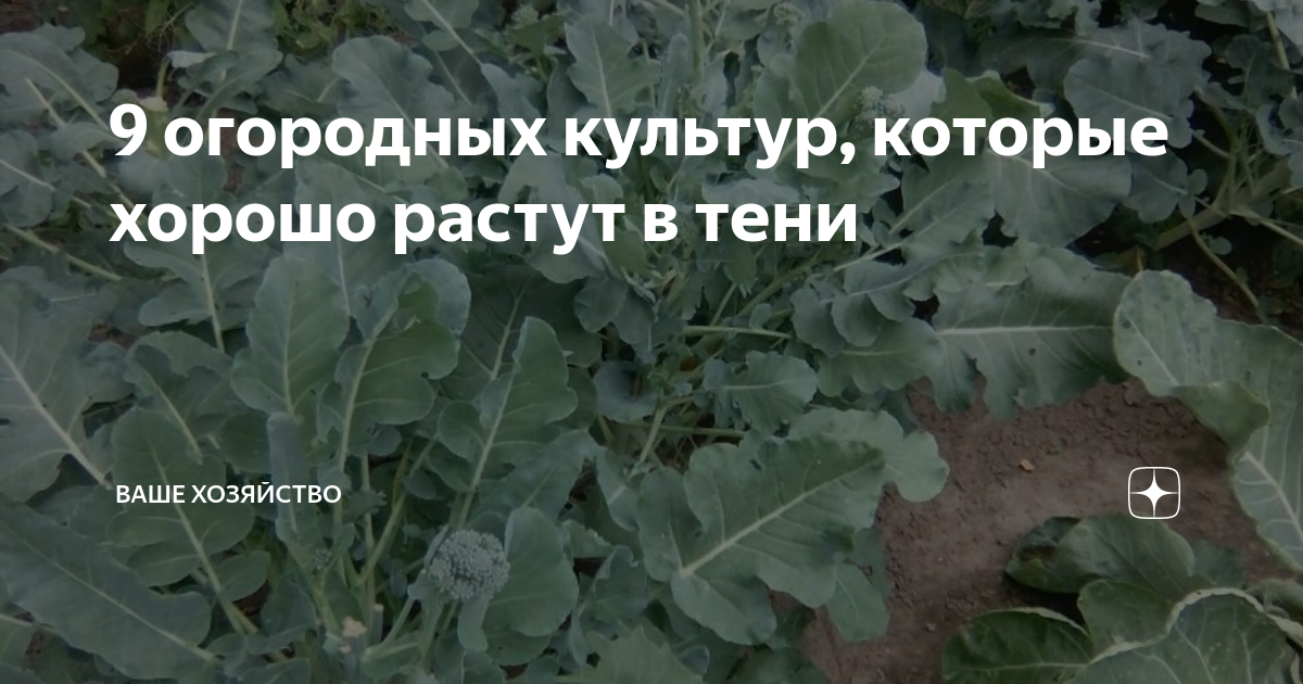 9 огородных культур, которые хорошо растут в тени | Ваше хозяйство | Дзен