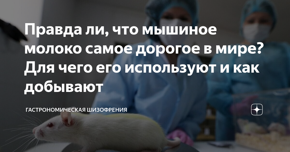 Правда ли, что мышиное молоко самое дорогое в мире? Для чего его ...