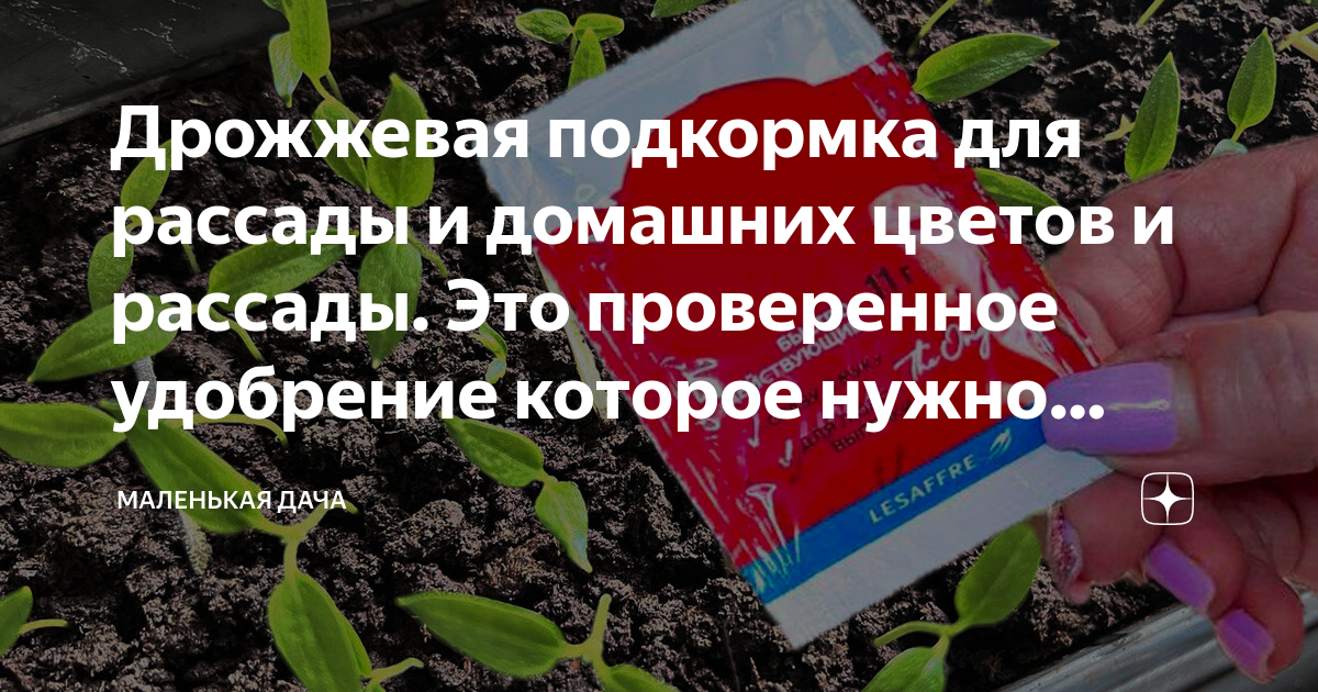 Дрожжевая подкормка для рассады и домашних цветов и рассады. Это ...