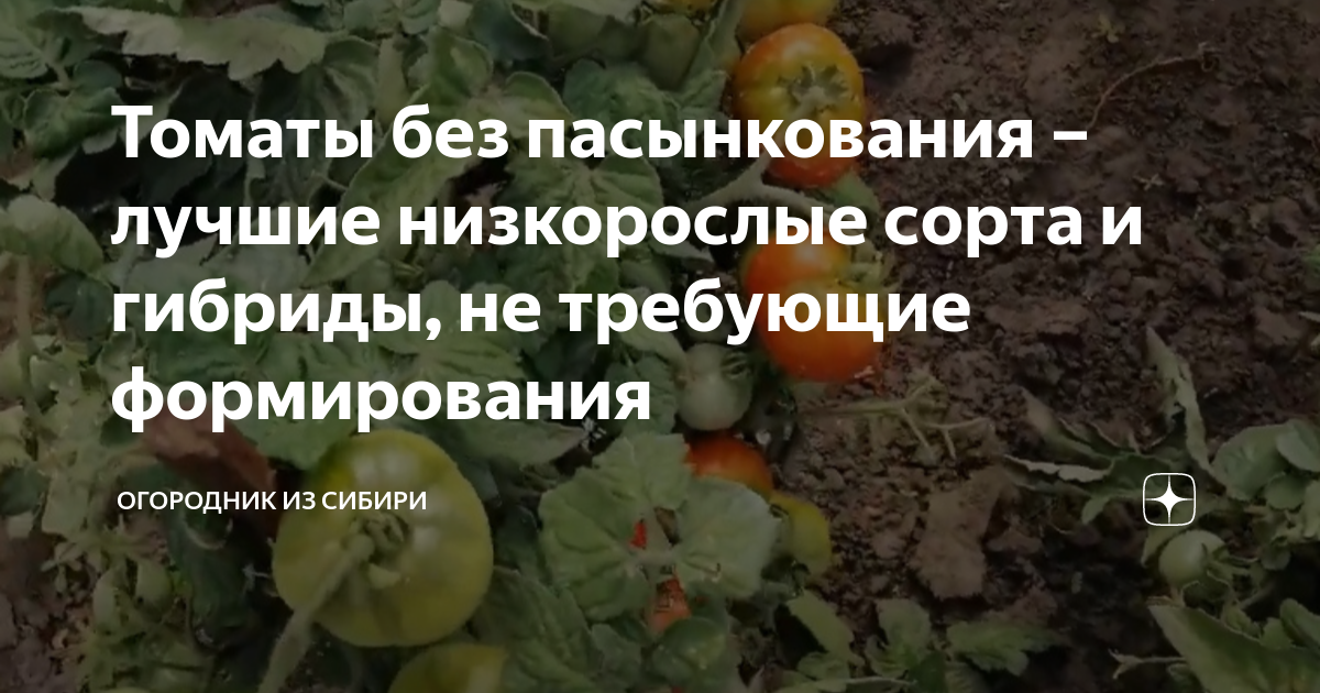 Томаты без пасынкования – лучшие низкорослые сорта и гибриды, не ...