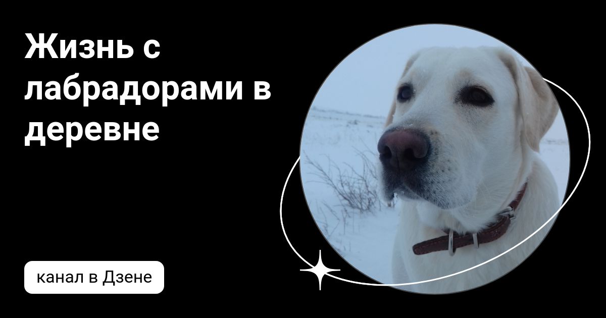 Жизнь с лабрадорами в деревне | Дзен