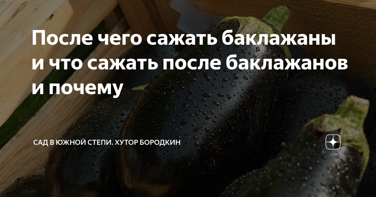Что посадить после баклажан на следующий год. Когда сеять баклажаны. Тыква после баклажан. Когда садить баклажаны.