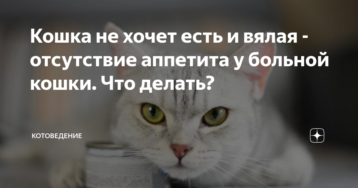 кошка вялая ничего не ест и не пьет