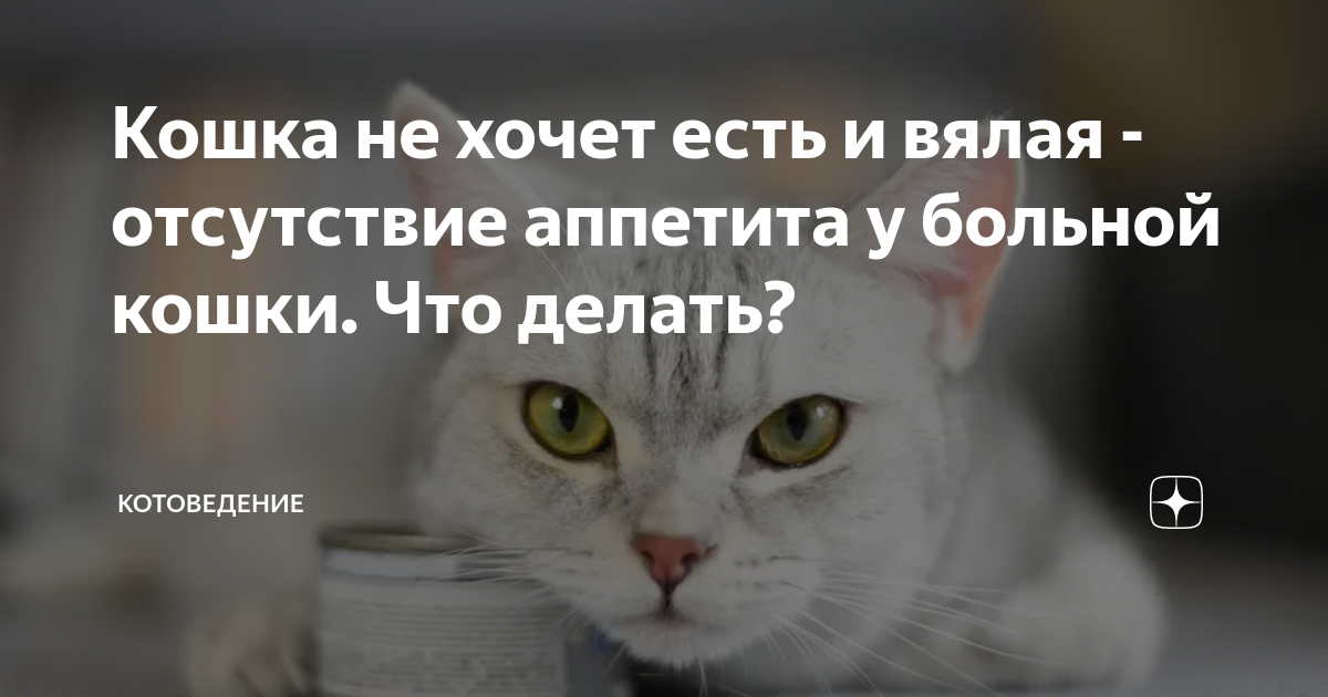 Вялый кот, мало съел? Вероятно, заболел. Симптомы и причины | Ветеринар24 на дом в СПб и ЛО