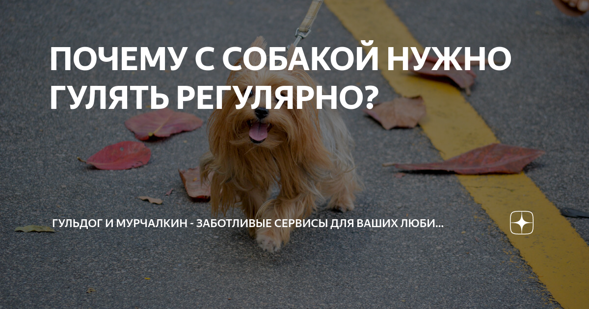 История гульдогов: