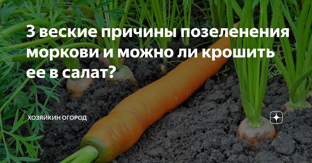 Почему у моркови зеленая верхушка?