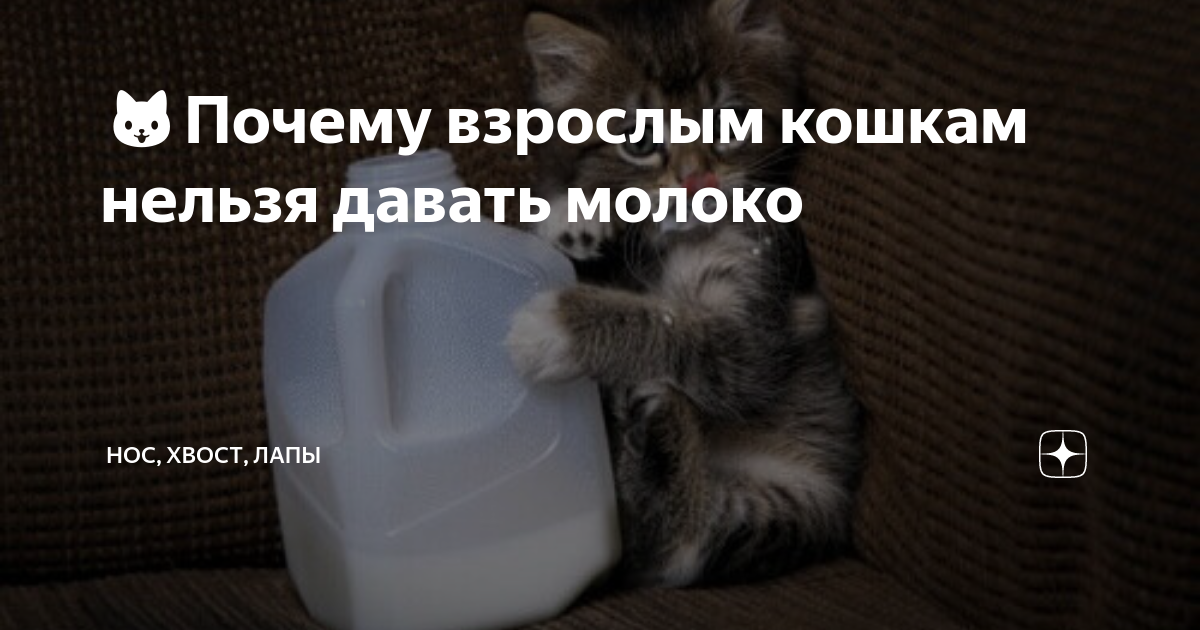 рацион кошки на натуральном питании. кошка молоко. натуральное питание для кота. какой корм нельзя давать кошкам. что нельзя кошкам.