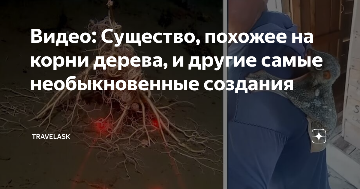 Видео: Существо, похожее на корни дерева, и другие самые необыкновенные ...