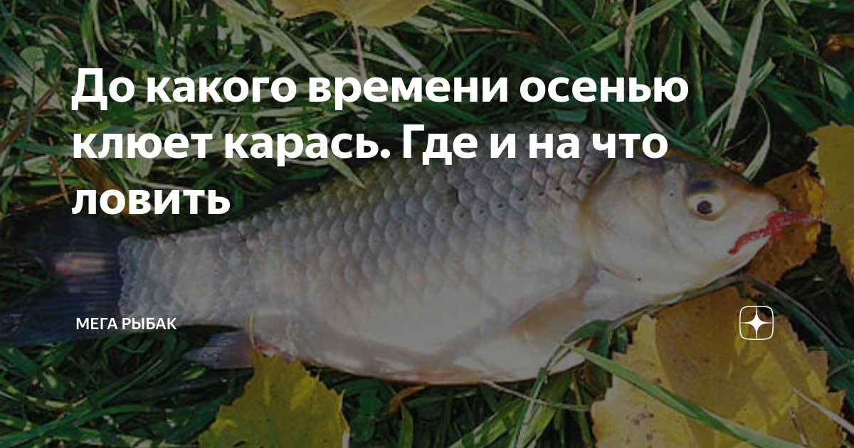 Как поймать осенью карася фото