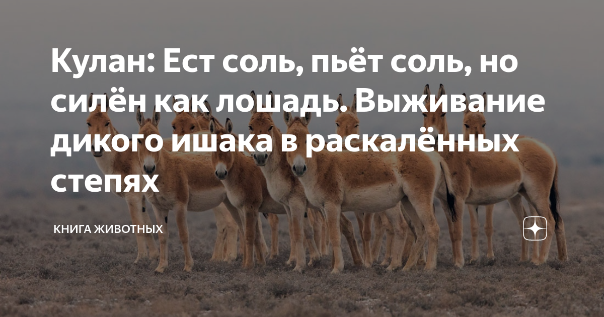 Кулан: Ест соль, пьёт соль, но силён как лошадь. Выживание дикого ишака ...