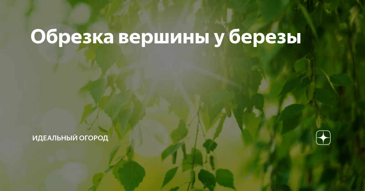 Бородавчатые березы фастигиата. Обрезанные березы. Обрезанные березы. Кронирование березы. Правильное кронирование деревьев.