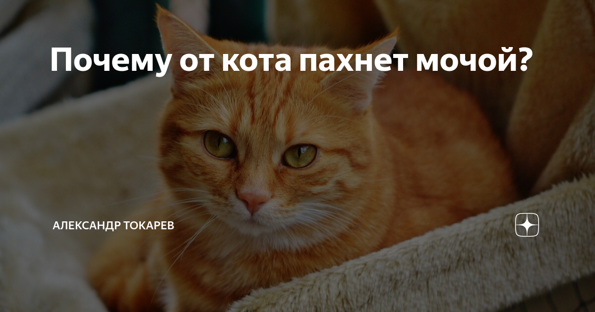 Моча кота не пахнет