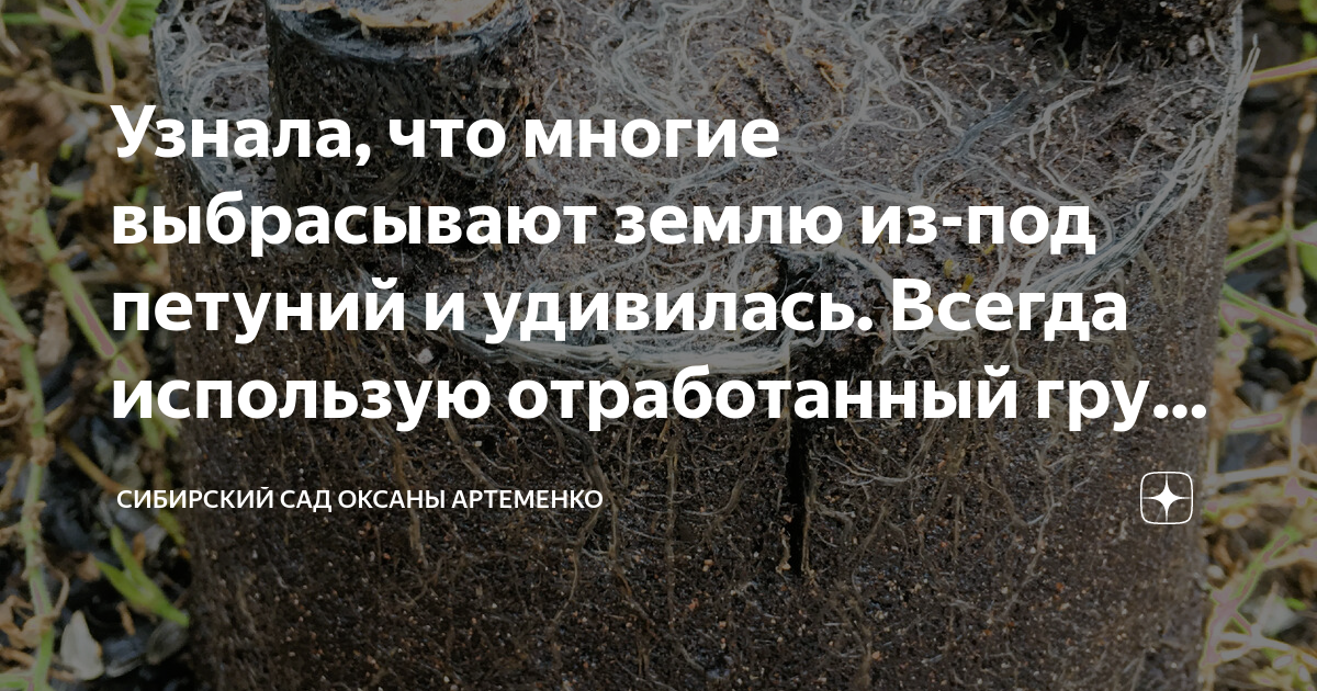 Узнала, что многие выбрасывают землю из-под петуний и удивилась. Всегда ...