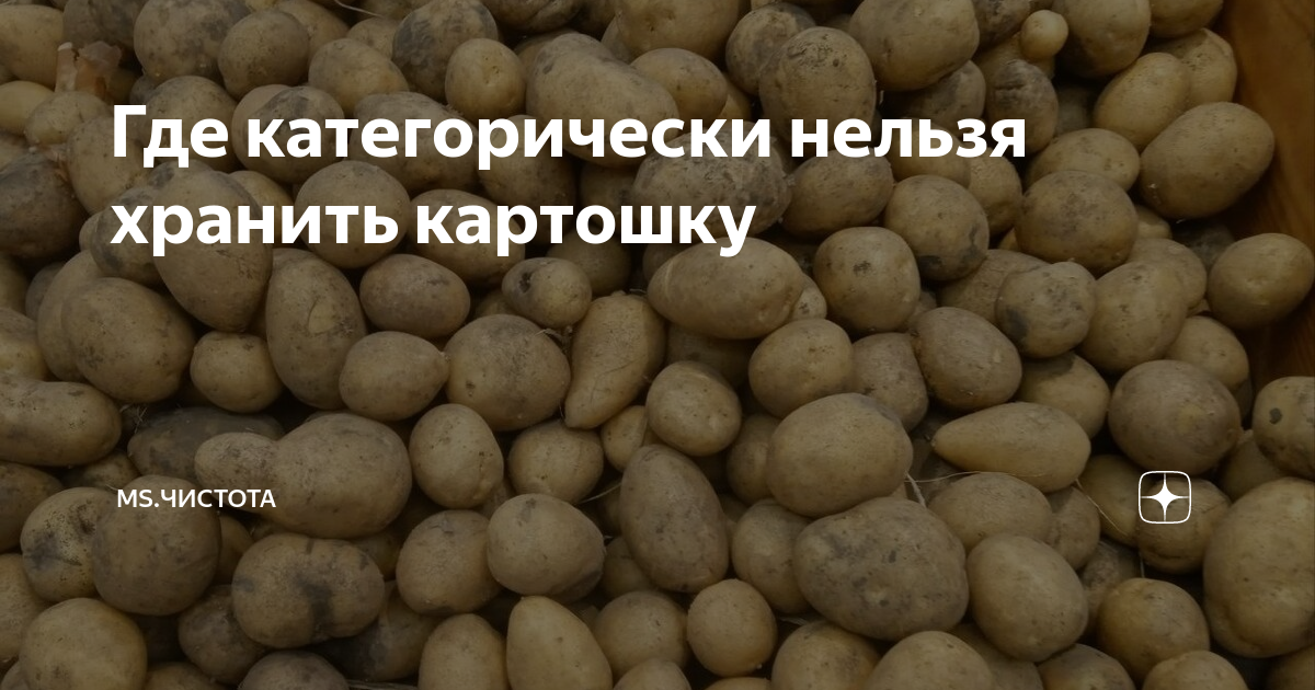Где категорически нельзя хранить картошку | Ms.Чистота | Дзен