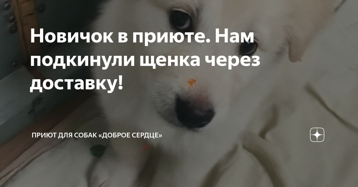 Сибирский хаски щенки. Собачки в добрые руки. Фото хаски собаки щенки. Через щенка. Бездомный щенок.