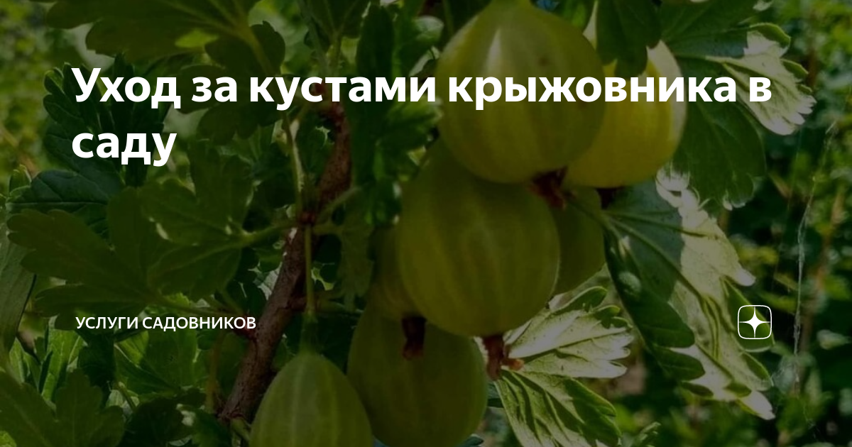 Уход за кустами крыжовника в саду | УСЛУГИ САДОВНИКОВ В МОСКВЕ И МО | Дзен