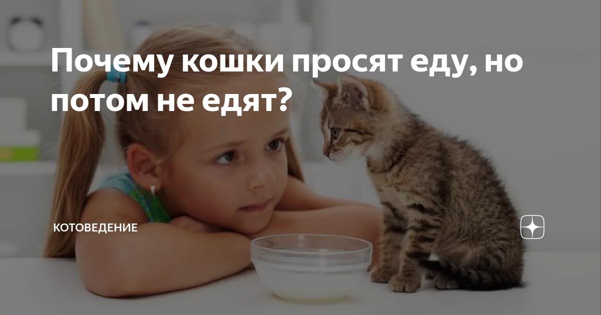 кот просит есть но ничего не ест