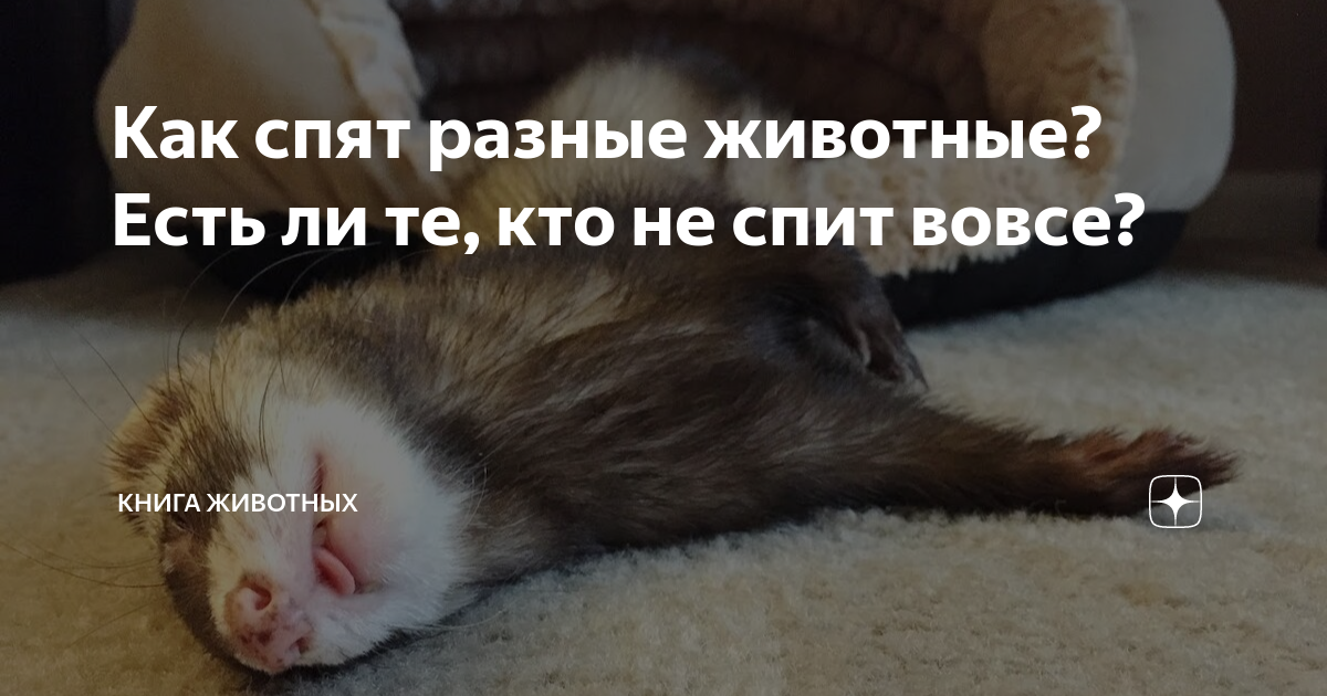 сколько процентов людей спят на животе