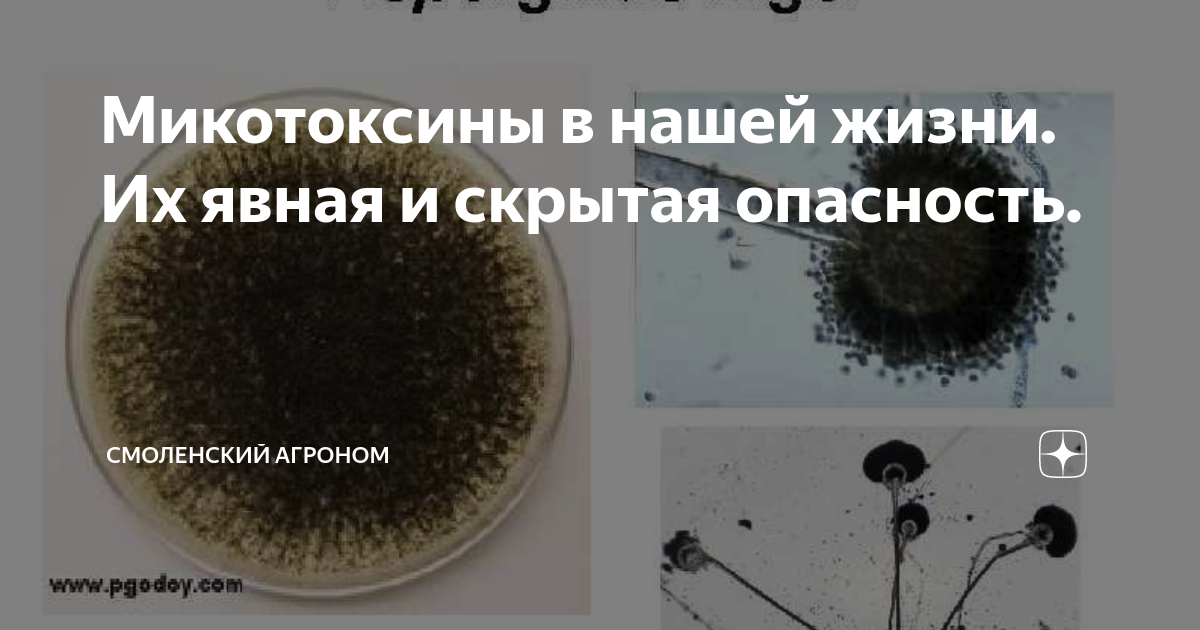 Повседневные источники токсинов