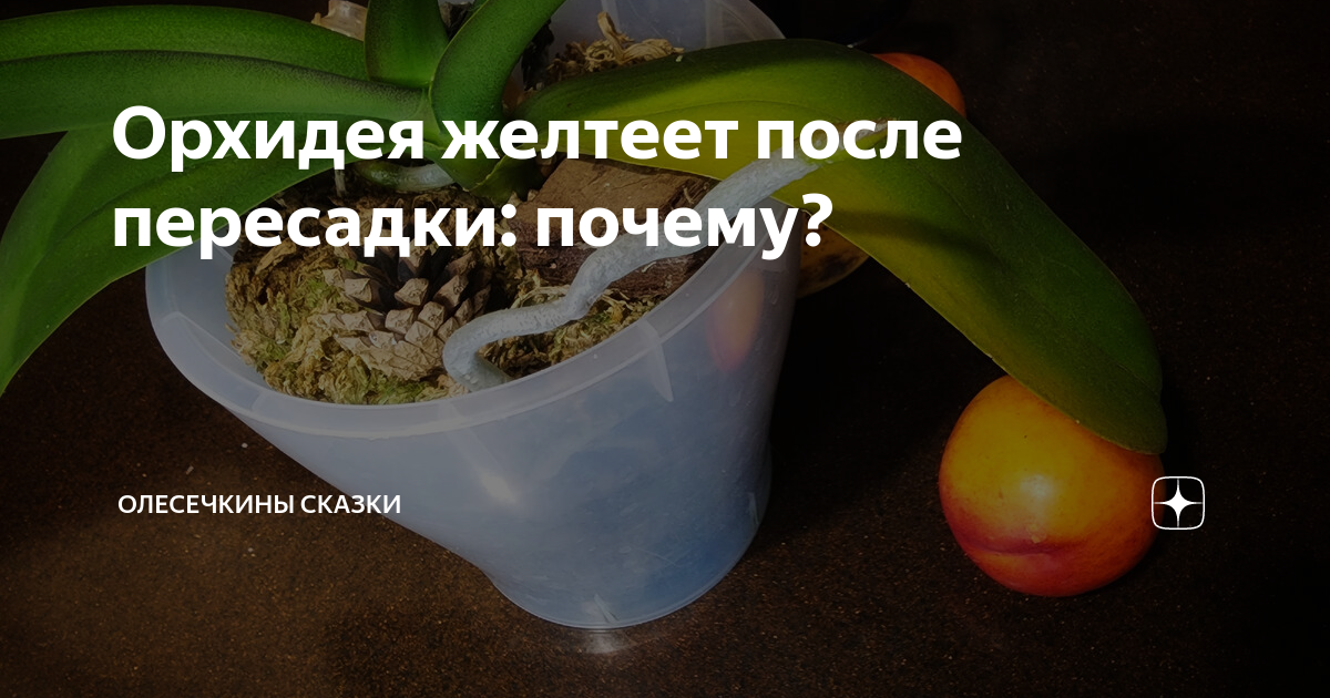 Почему желтеют листья у орхидеи?