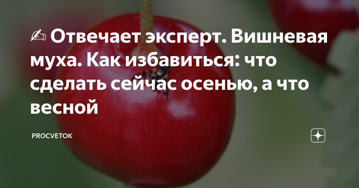 ️ Отвечает эксперт. Вишневая муха. Как избавиться: что сделать сейчас ...