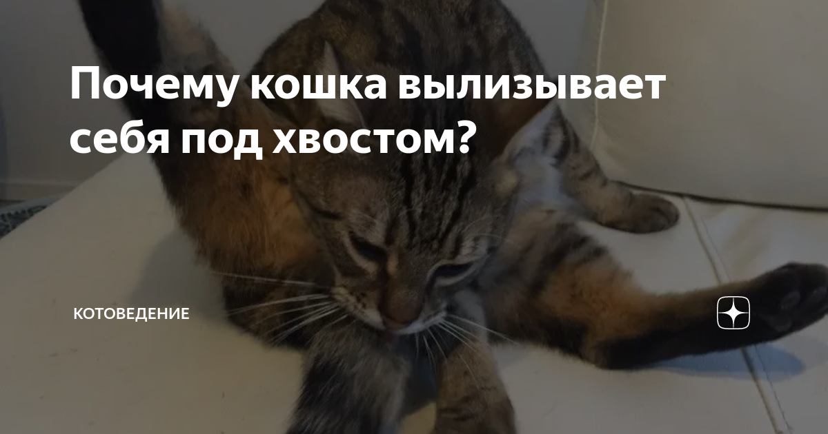 Почему кошка вылизывает себя под хвостом КотоВедение Дзен0j