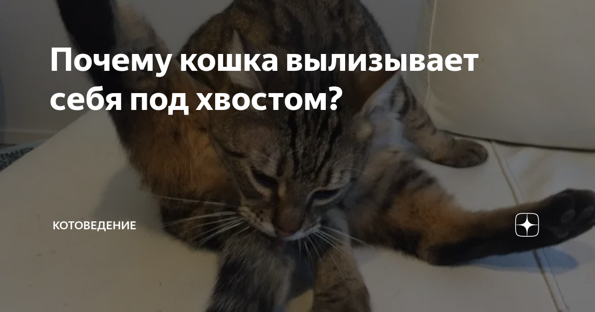 Кошка лижет под хвостом. Кошка вылизывает себя. Кошка разлизала под хвостом. Кошка лижет под хвостом часто. Кошка лижет под хвостом часто причины.