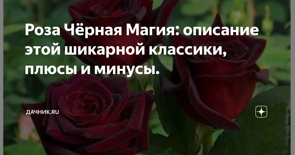Роза Чёрная Магия: описание этой шикарной классики, плюсы и минусы ...