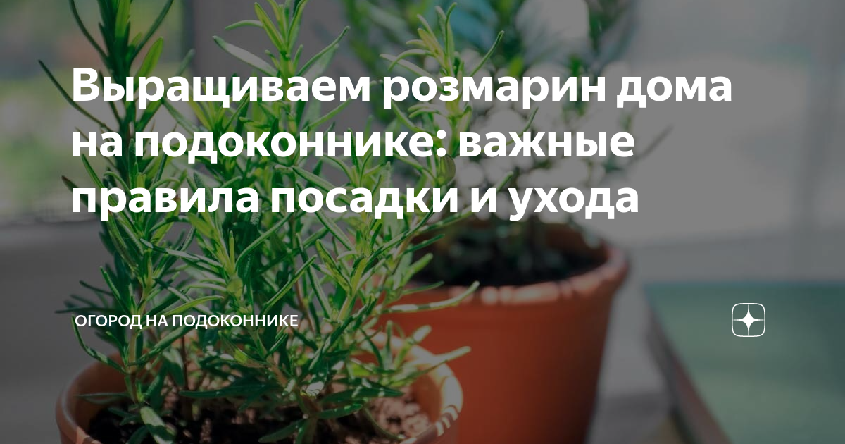 Розмарин: выращивание и уход в открытом грунте в условиях средней полосы