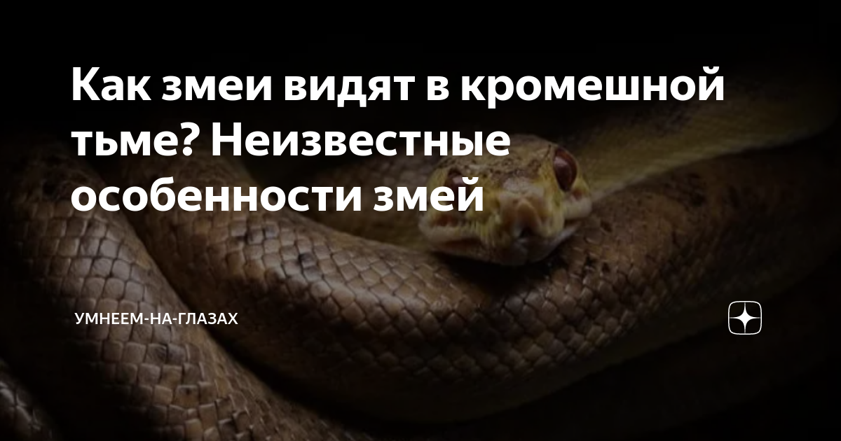 К чему снять змей. Особенности змей. Как видят мир змеи. Как видит змея. Как видит гадюка.