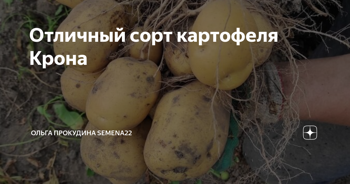 Купить КРОНА 5+ Орел картофель оптом - APKUA