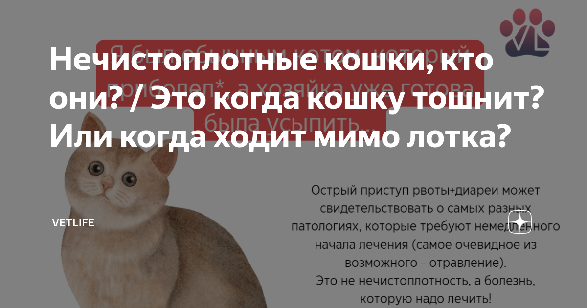 Что делать если кошку тошнит. Ветеринарный диетолог. От чего может тошнить котенка. Из за чего может тошнить кошку.