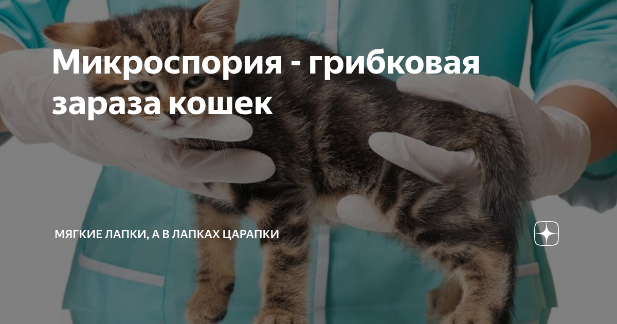 Сайт ФГБУ ВНИИЗЖ