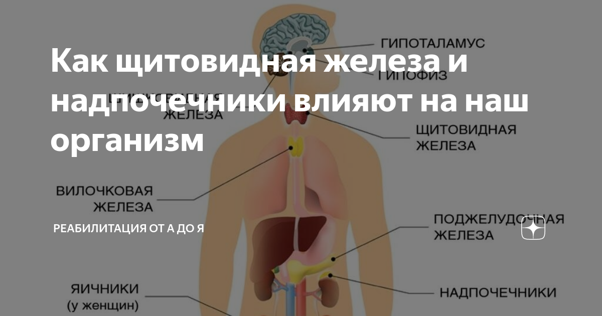 Какой врач лечит надпочечники у женщин