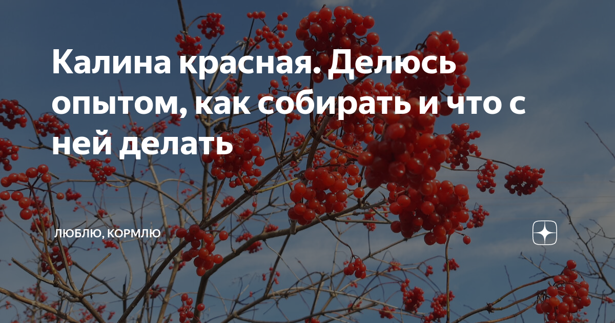 Недозрелая калина что делать