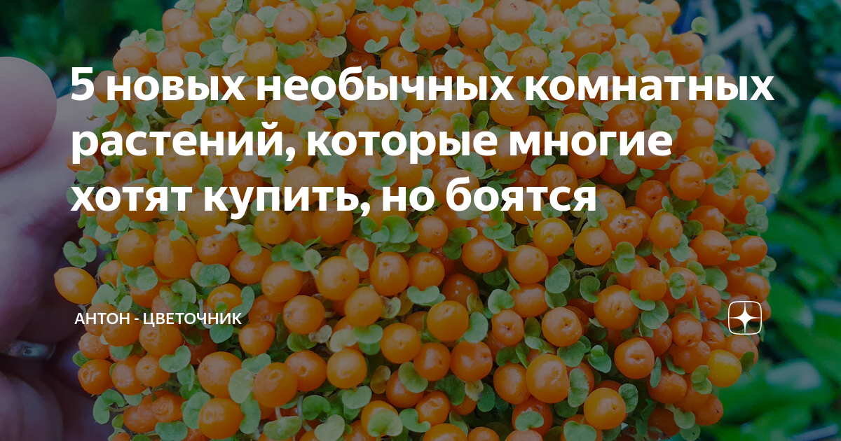 5 новых необычных комнатных растений, которые многие хотят купить, но ...